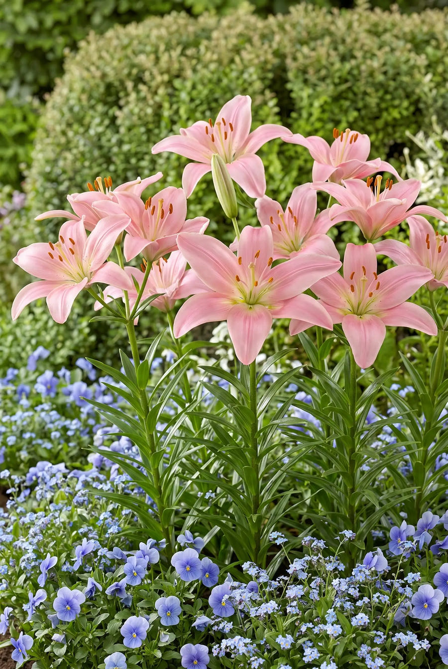 Lilium Salmon — groep in de tuinborder