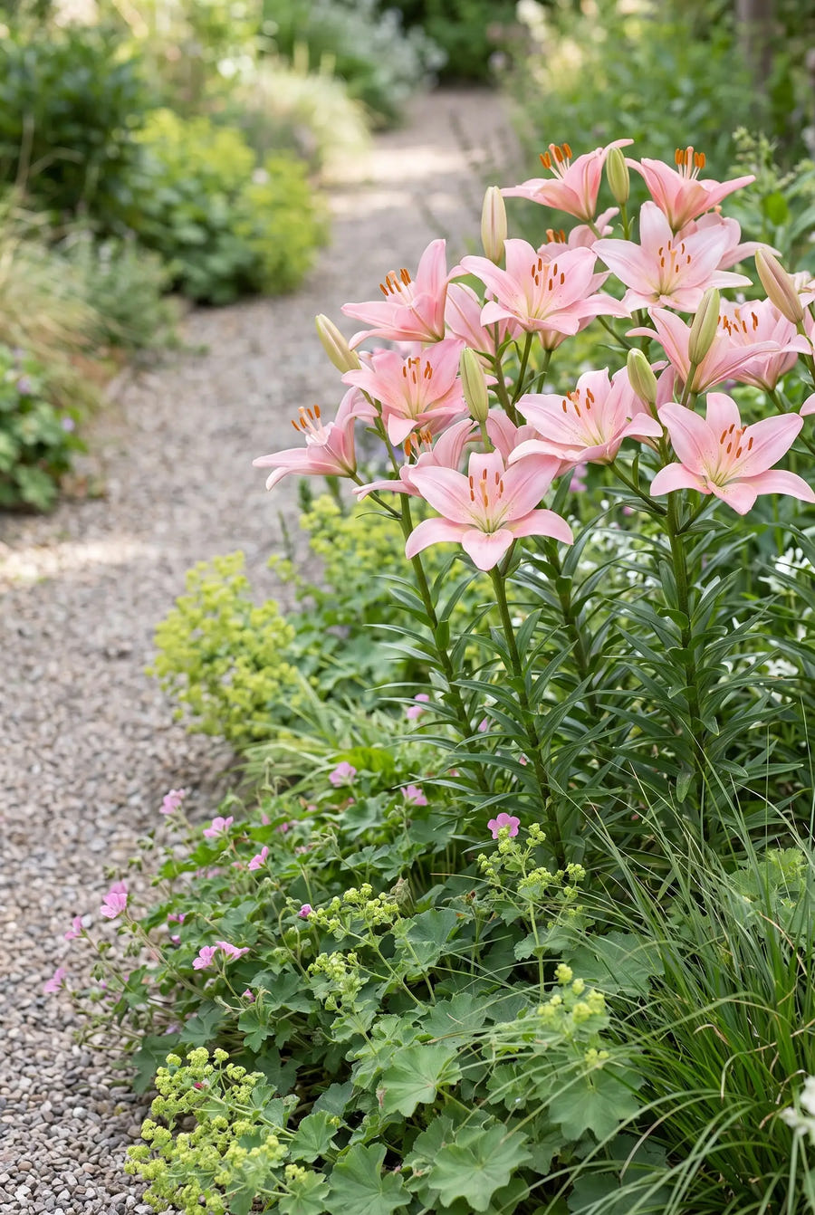 Lilium Salmon — in de tuin
