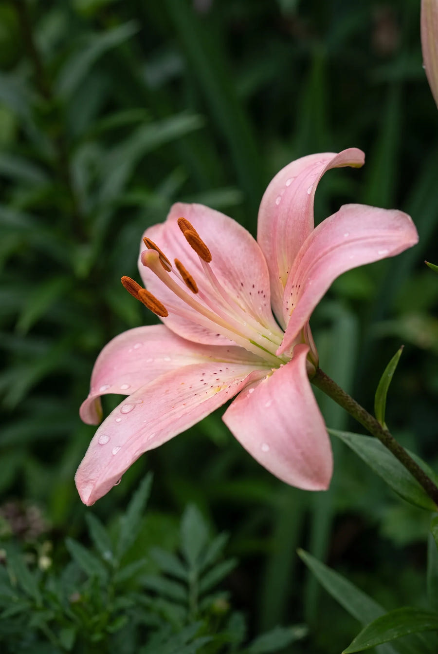 Lilium Salmon — sfeerbeeld