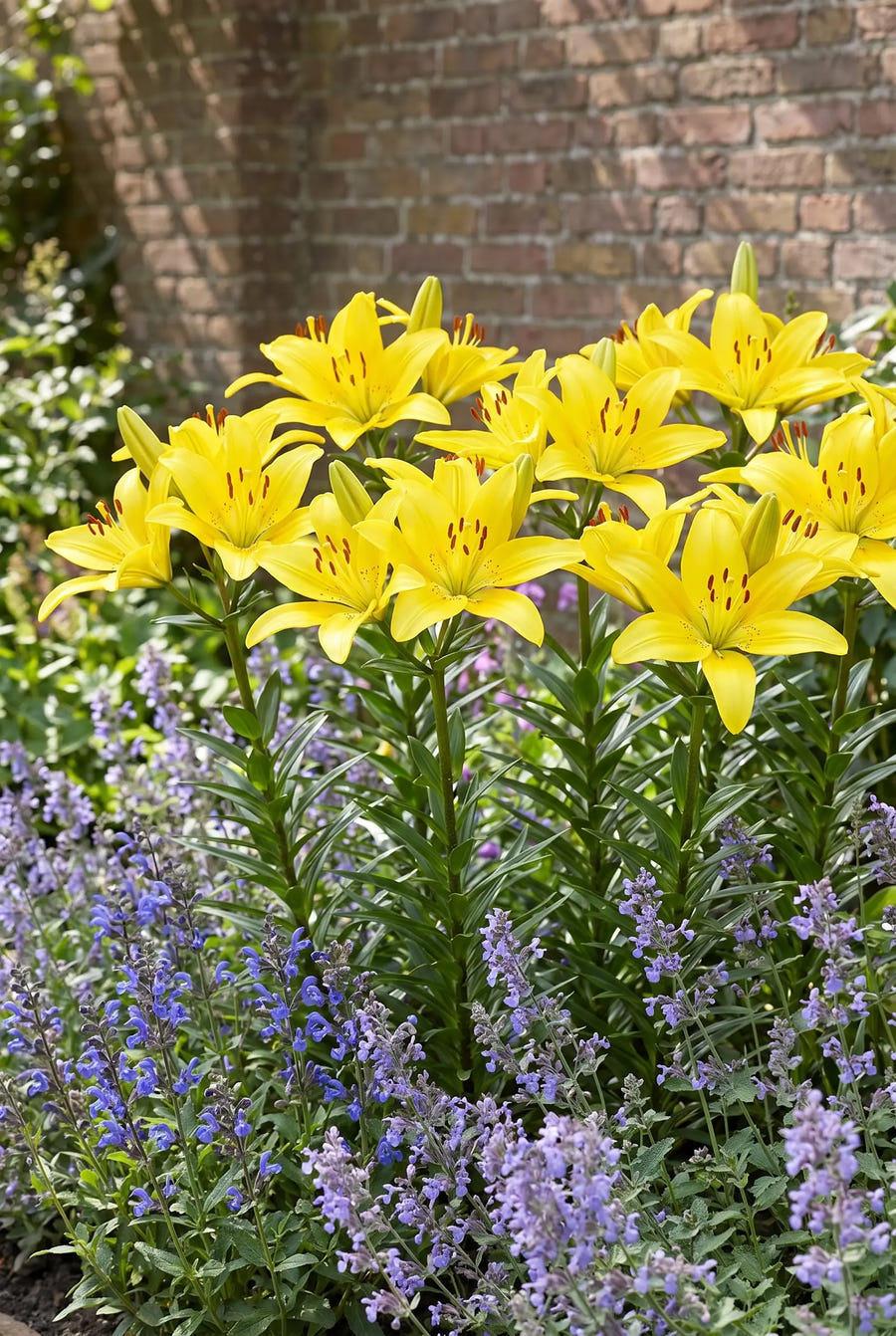 Lilium Yellow — groep in de tuinborder
