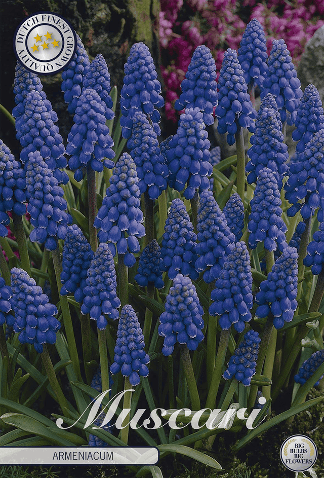 Traubenhyazinthe (Muscari armeniacum)