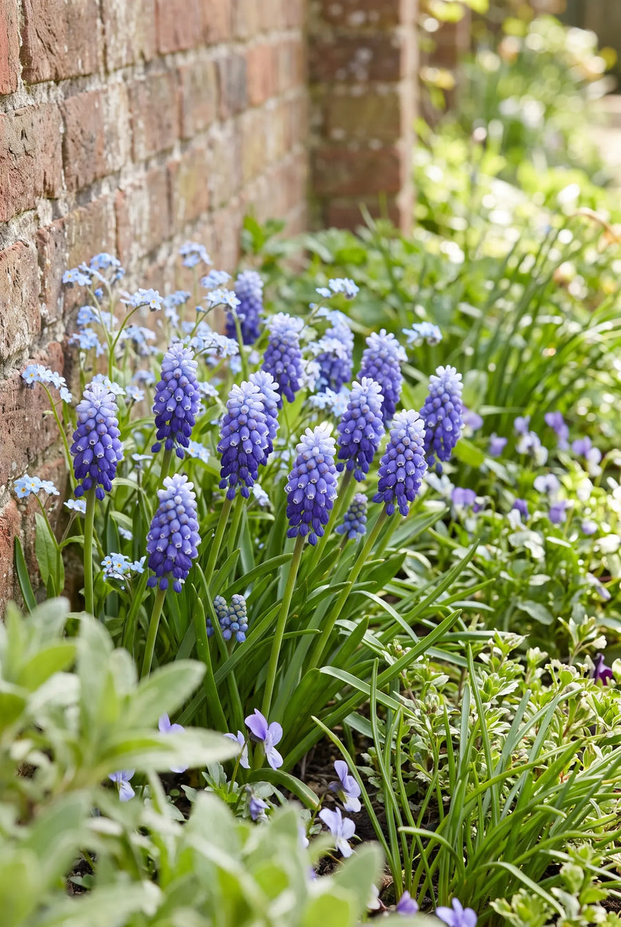 Muscari Artist — groep in de tuinborder
