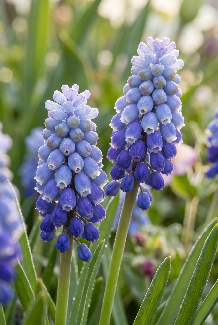 Muscari Artist — sfeerbeeld