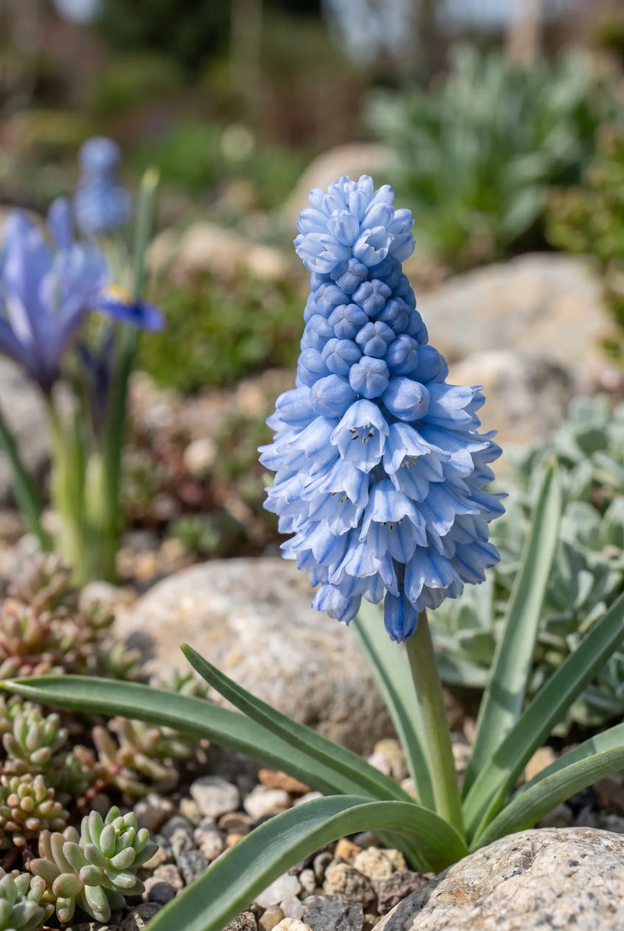 Muscari Azureum — close-up van de bloem
