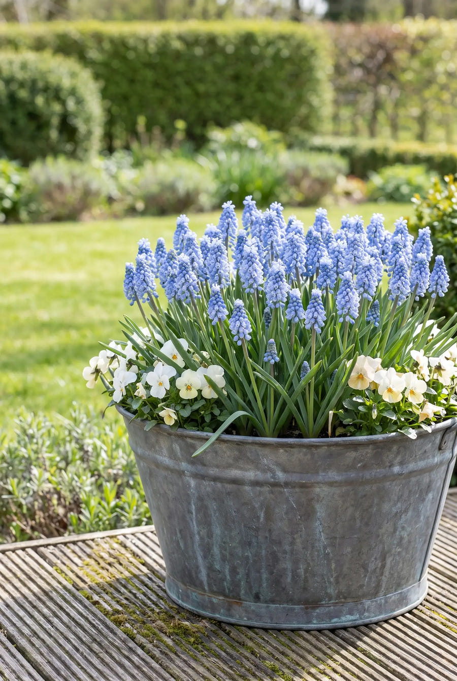 Muscari Azureum — in pot op terras