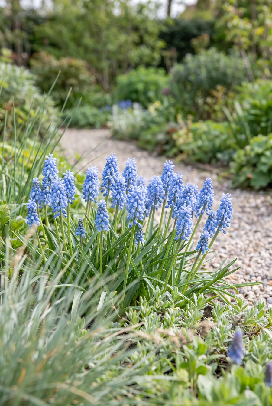 Muscari Azureum — in de tuin