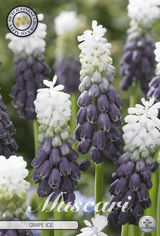 Muscari Grape Ice
