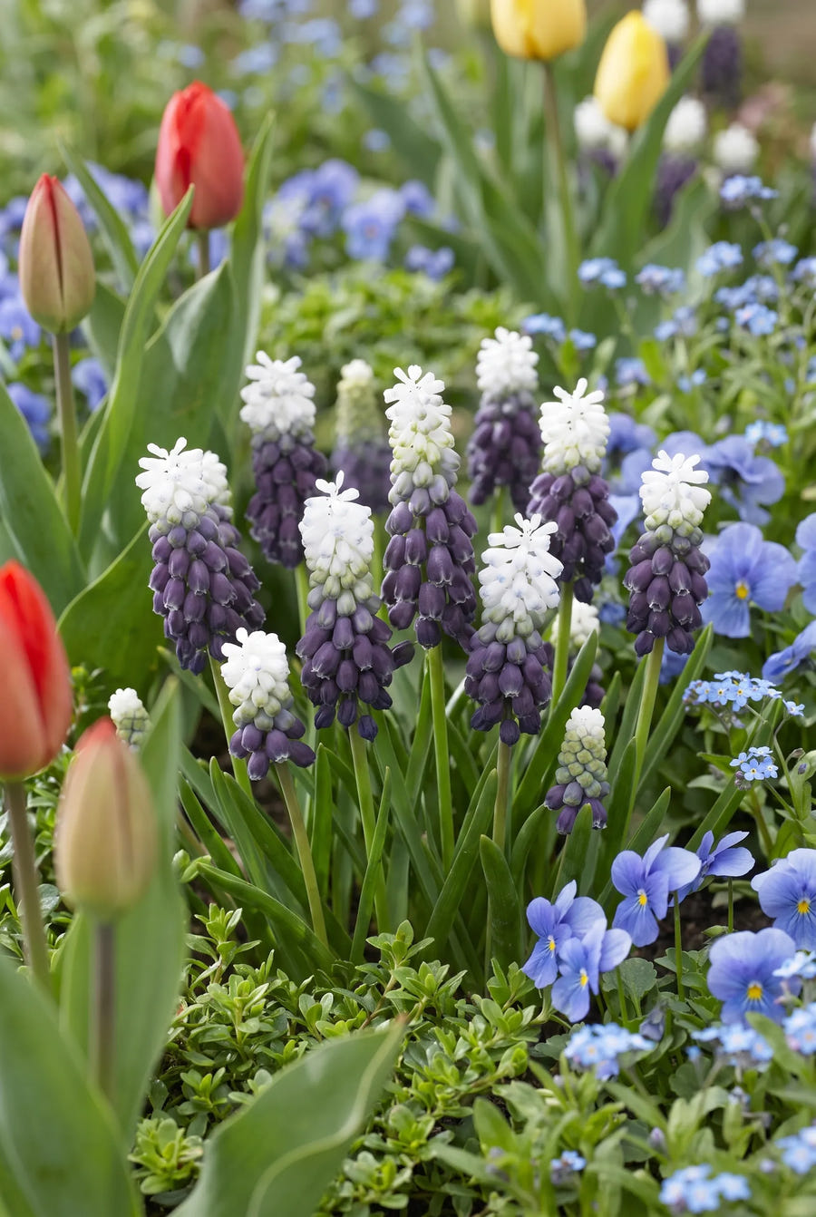 Muscari Grape Ice — in de border