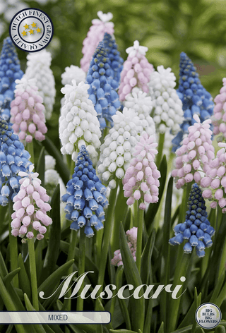 Traubenhyazinthen-Mischung (Muscari)