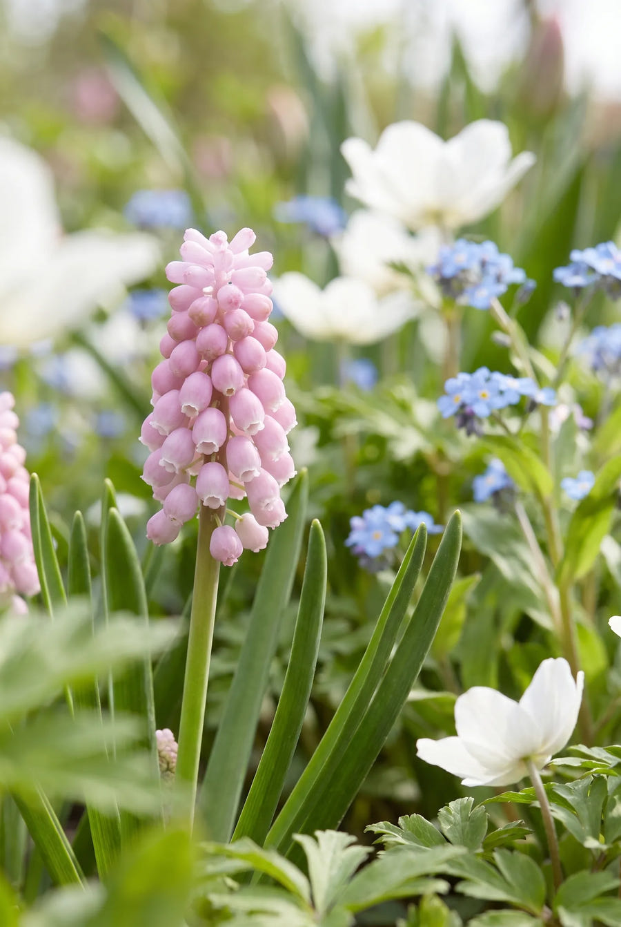 Muscari Mixed — close-up van de bloem