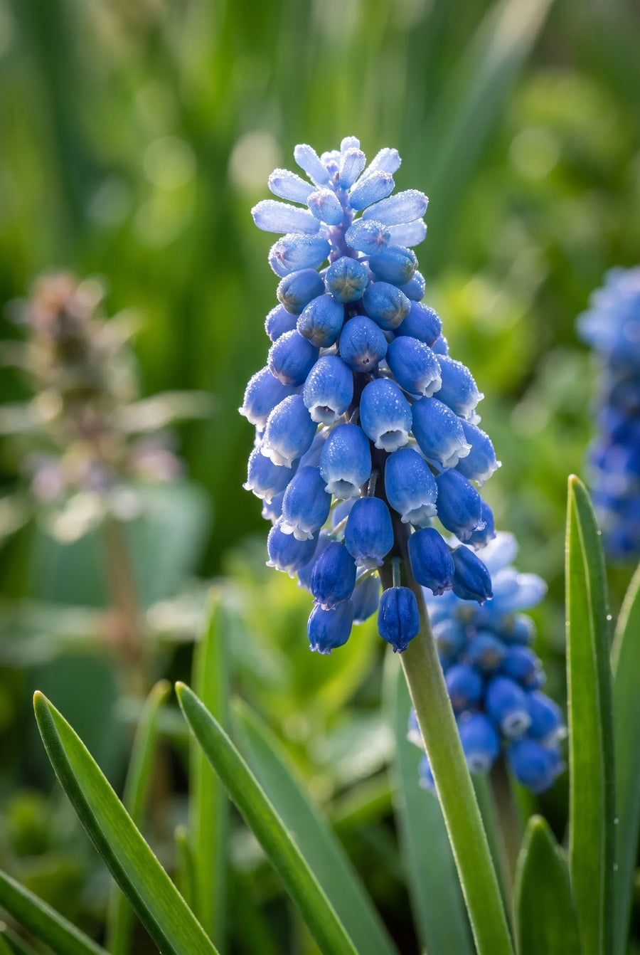 Muscari Mixed — sfeerbeeld