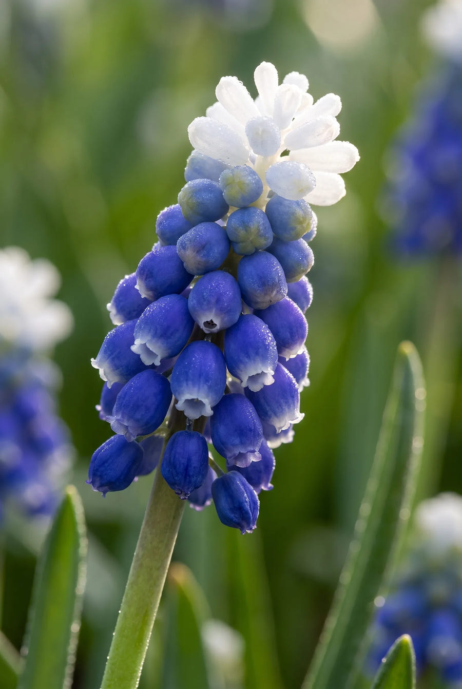 Muscari Touch of Snow — sfeerbeeld