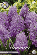 Muscari Plumosum