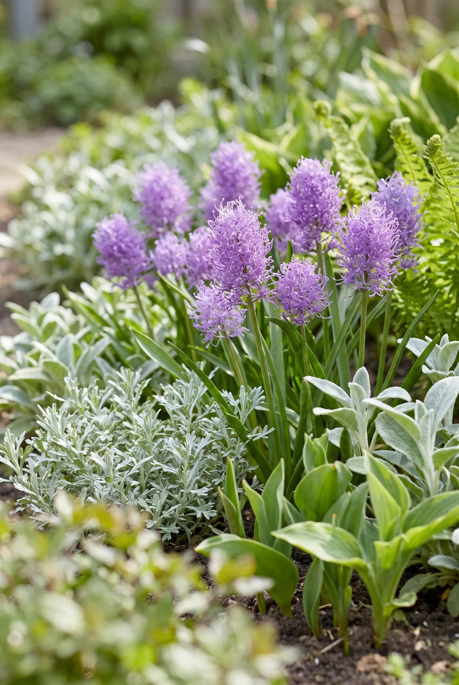 Muscari Plumosum — groep in de tuinborder