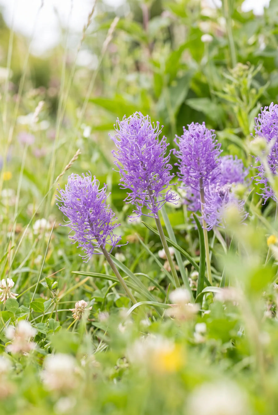 Muscari Plumosum — in de tuin