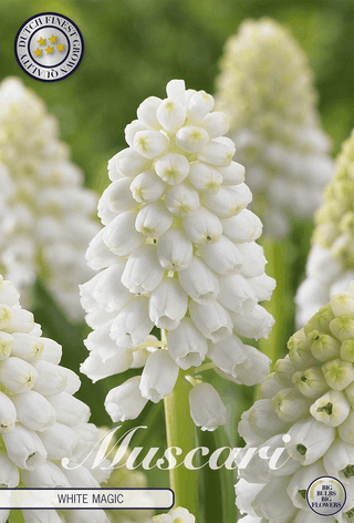 Traubenhyazinthe White Magic