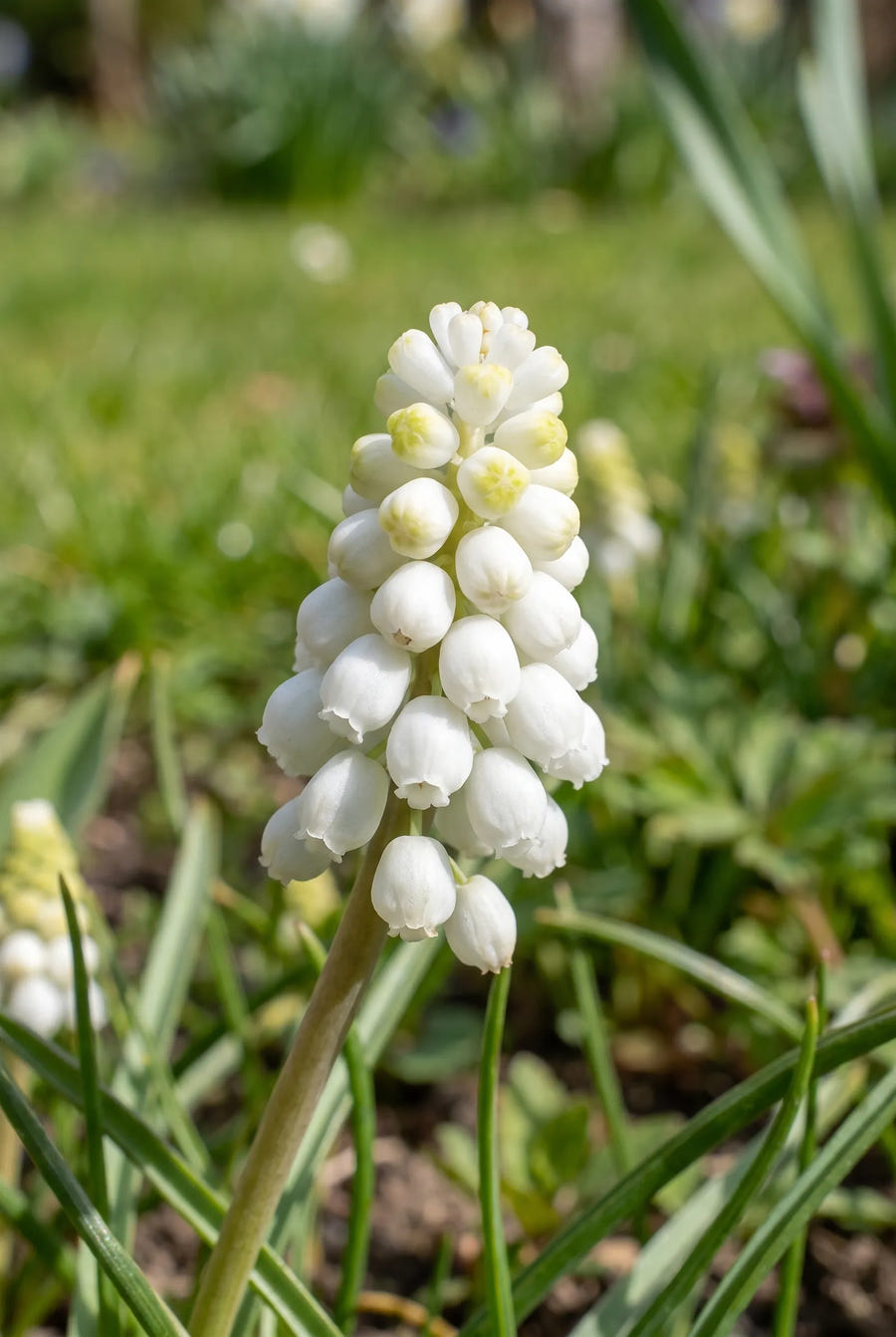 Muscari White Magic — close-up van de bloem
