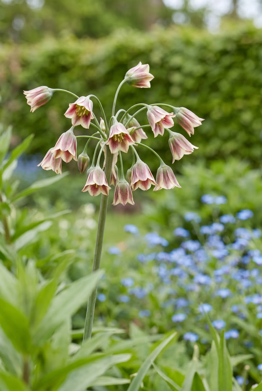 Nectaroscordum Siculum ssp. Bulgaricum — close-up van de bloem