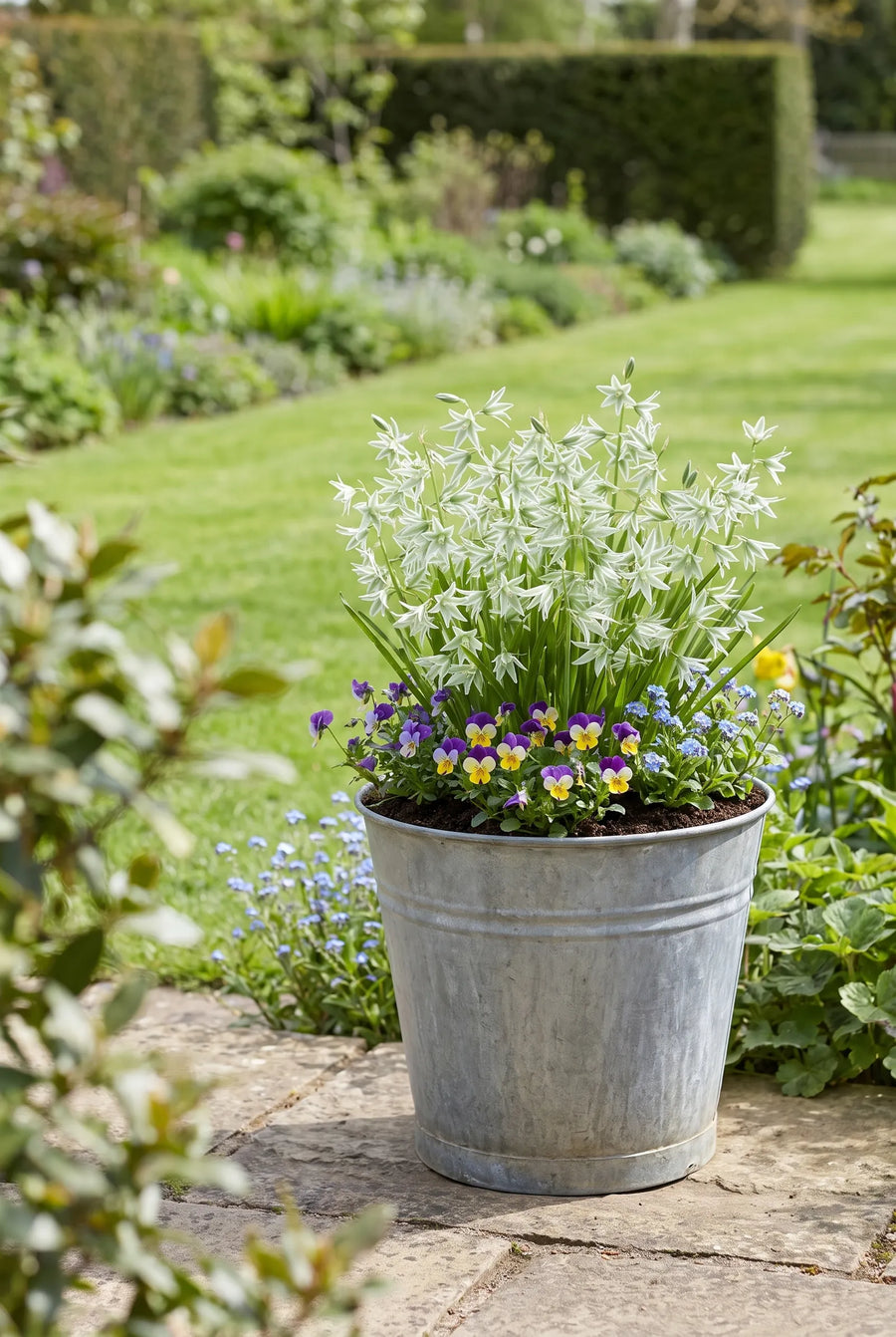 Ornithogalum Nutans — in pot op terras
