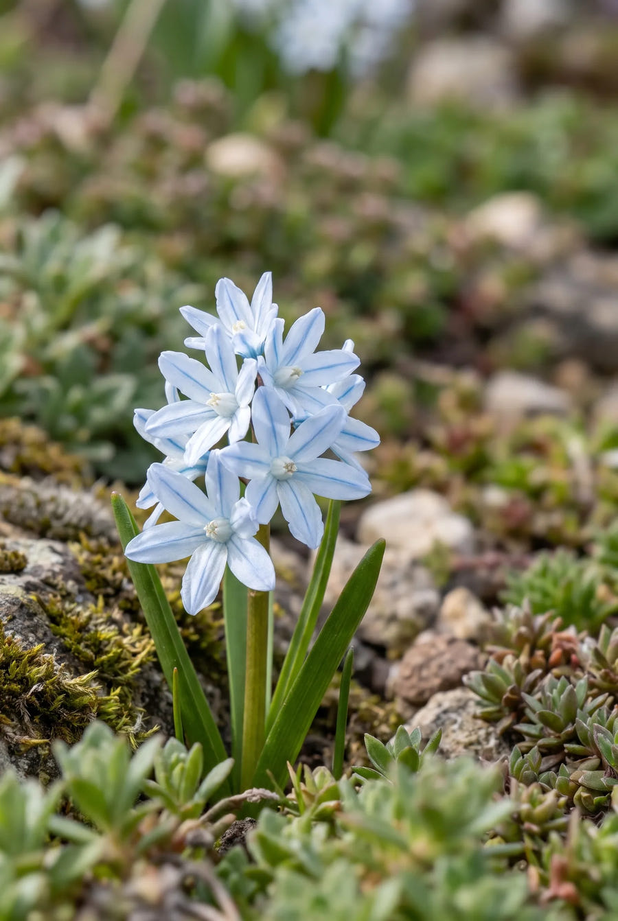 Puschkinia Scilloides var. Libanotica — close-up van de bloem