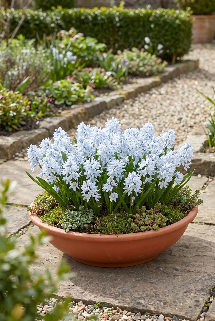 Puschkinia Scilloides var. Libanotica — in pot op terras
