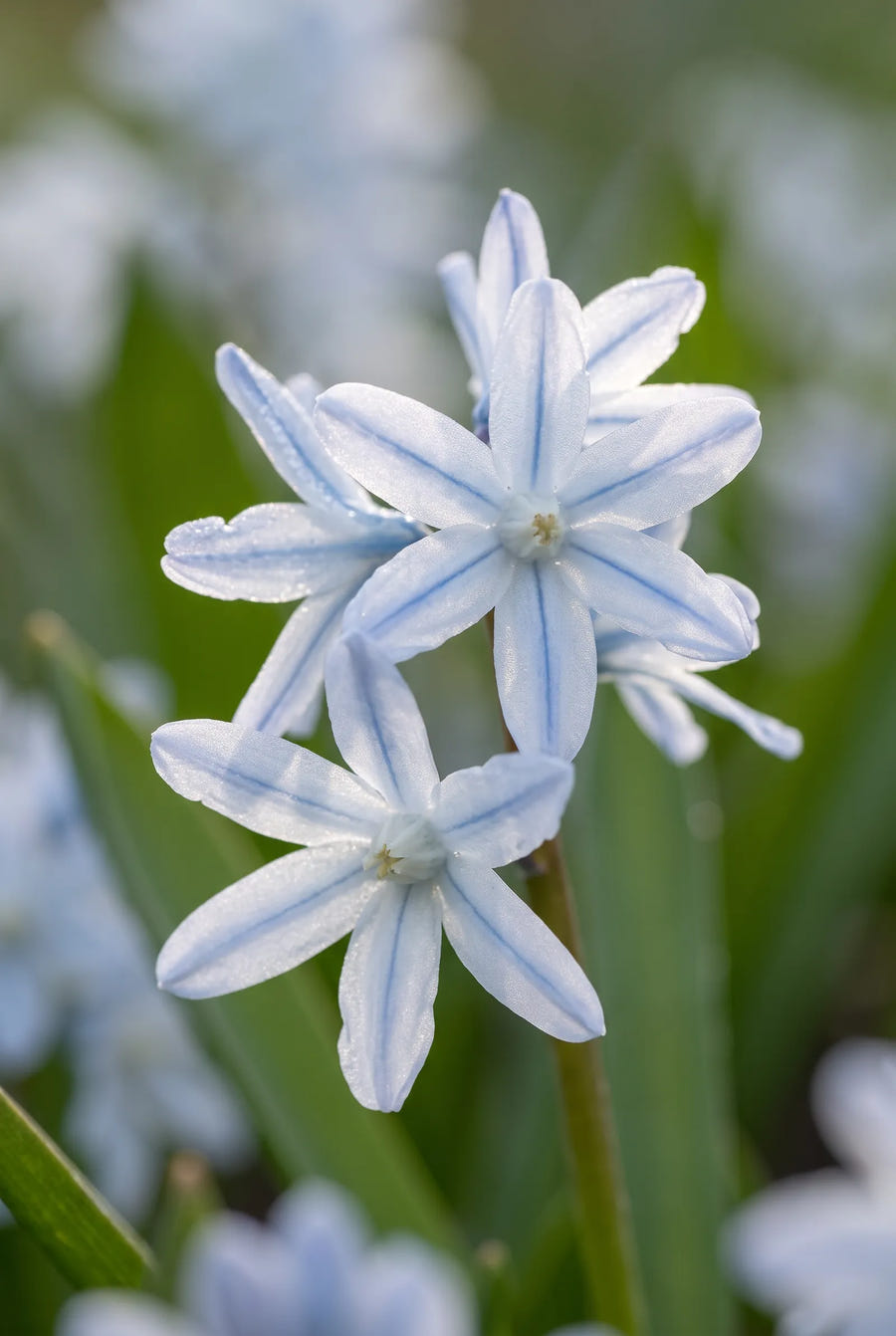 Puschkinia Scilloides var. Libanotica — sfeerbeeld