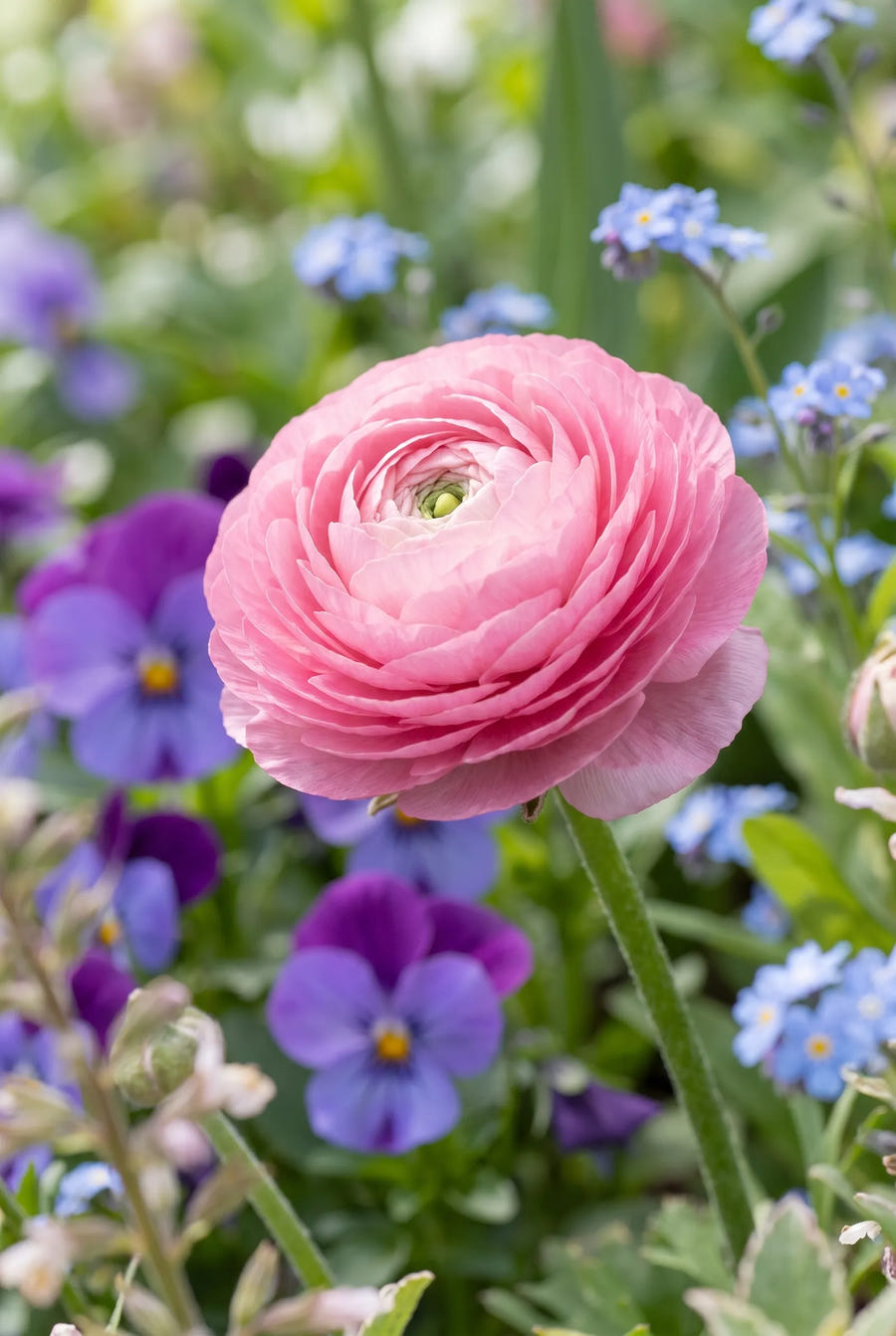 Ranunculus Pink — close-up van de bloem