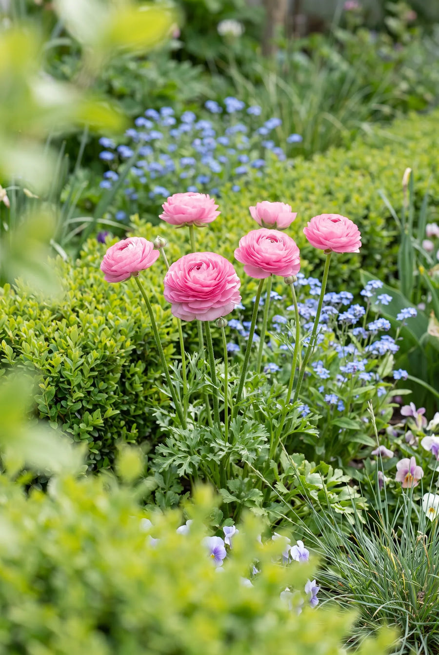 Ranunculus Pink — in de tuin