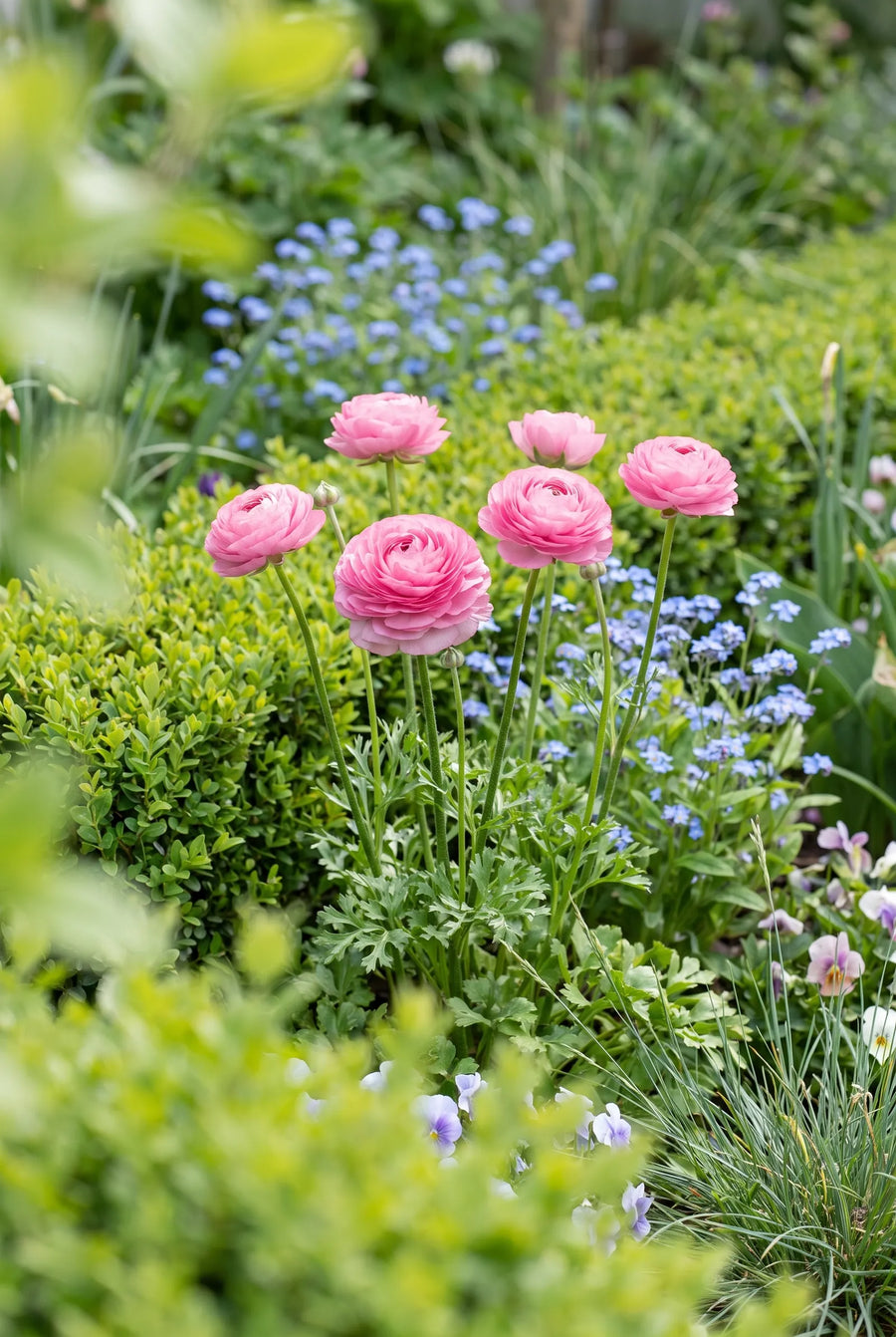 Ranunculus Pink — in de tuin