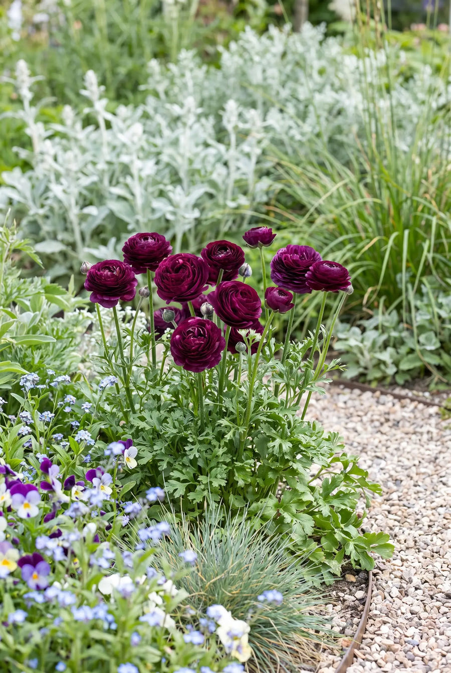 Ranunculus Purple — in de border