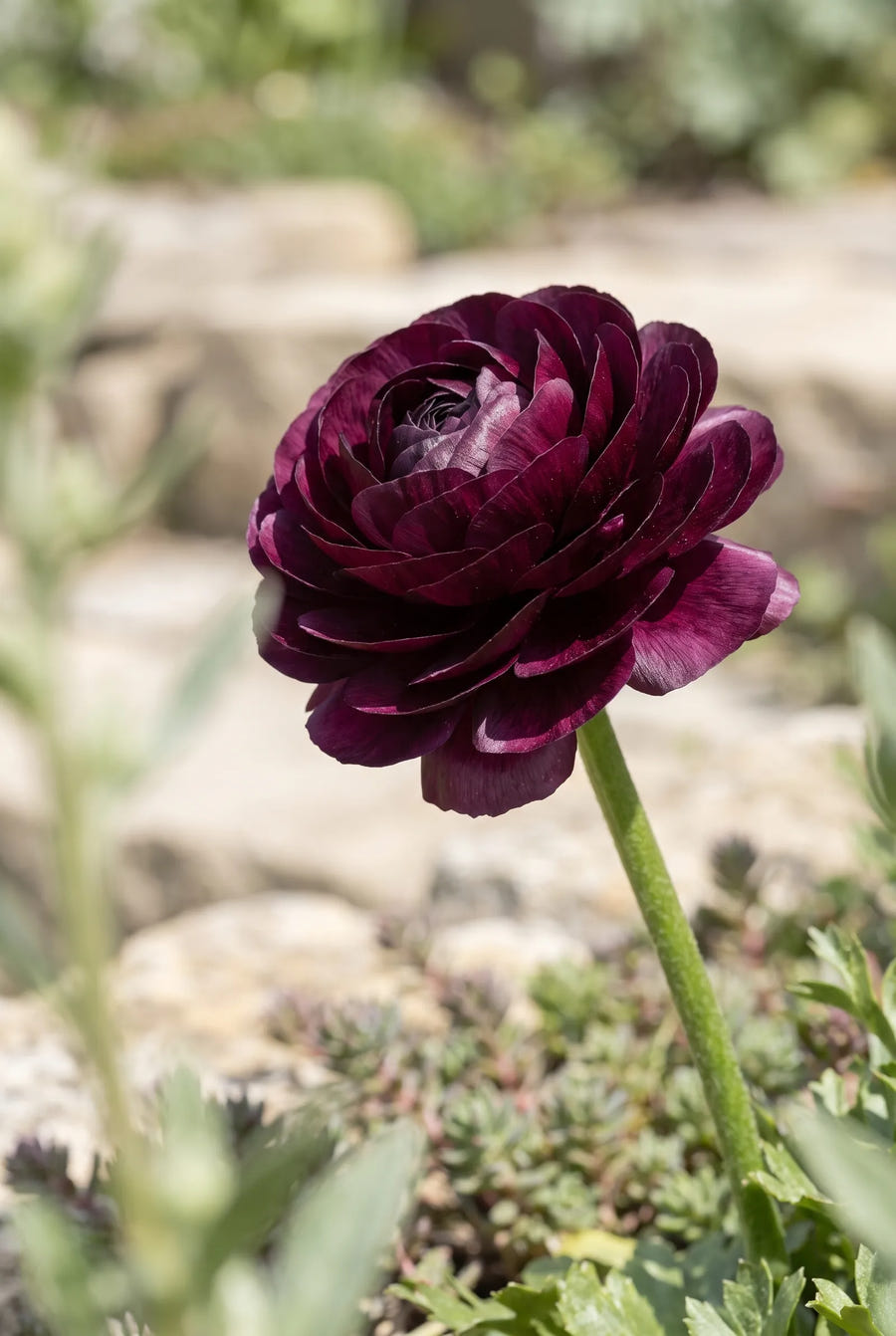 Ranunculus Purple — close-up van de bloem