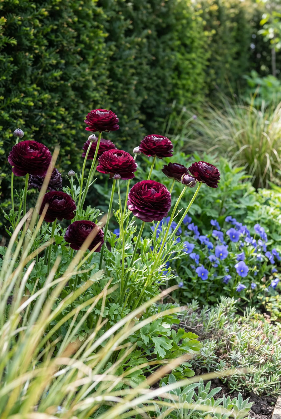 Ranunculus Purple — in de tuin
