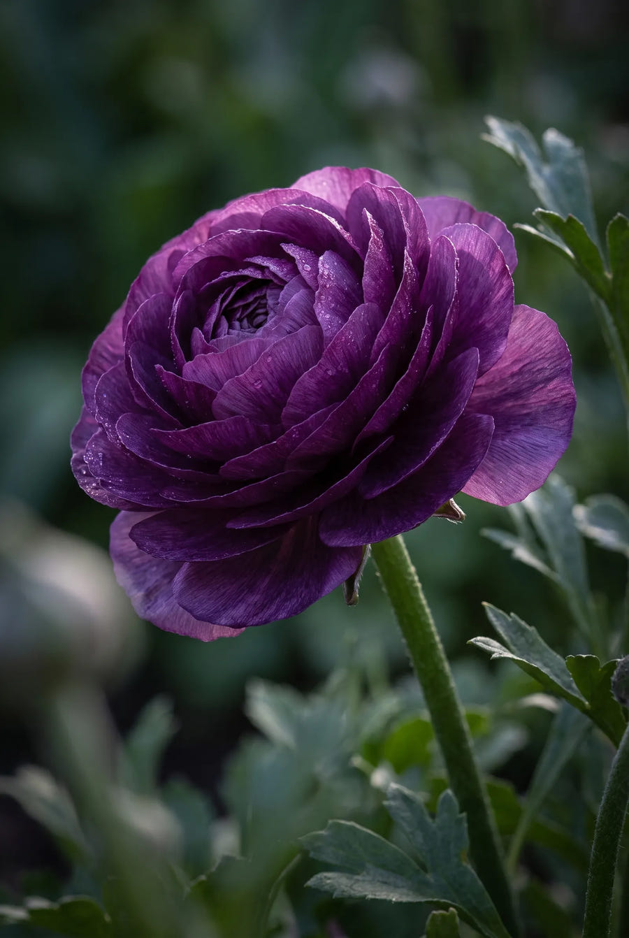 Ranunculus Purple — sfeerbeeld