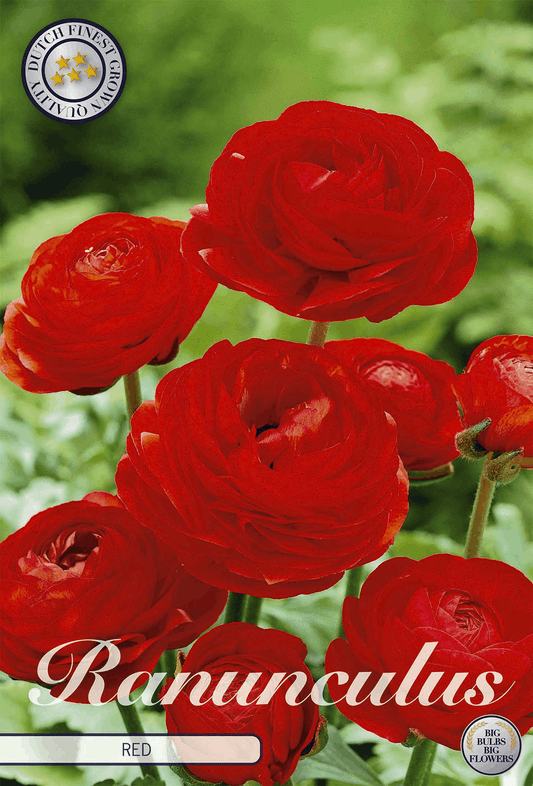 Ranunculus Red