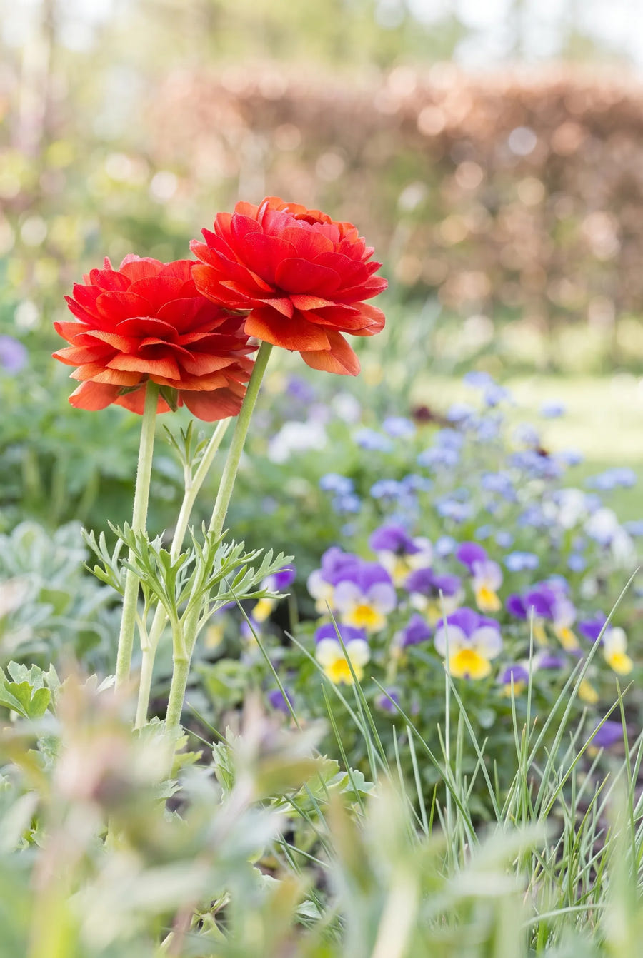 Ranunculus Red — close-up van de bloem