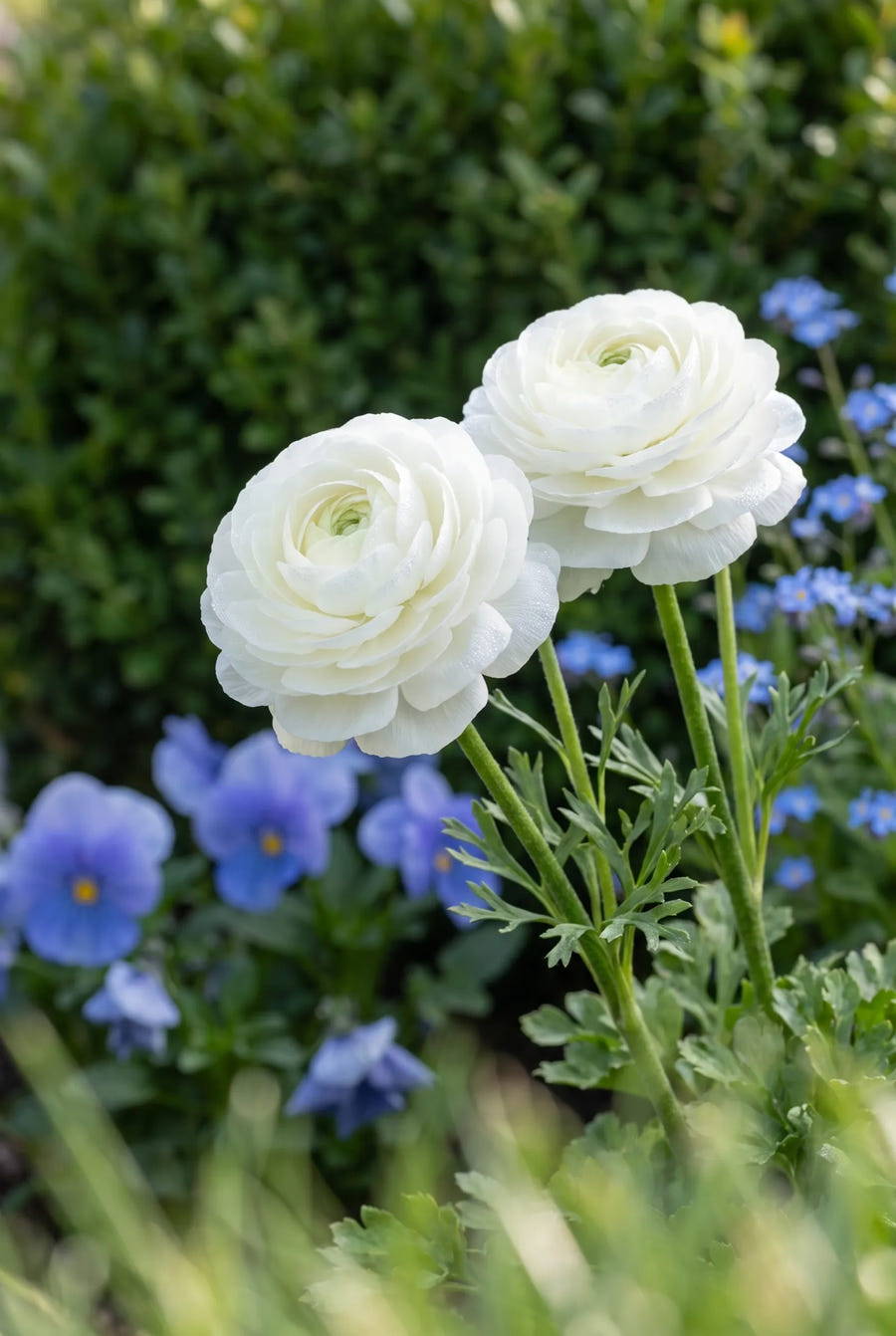 Ranunculus White — close-up van de bloem