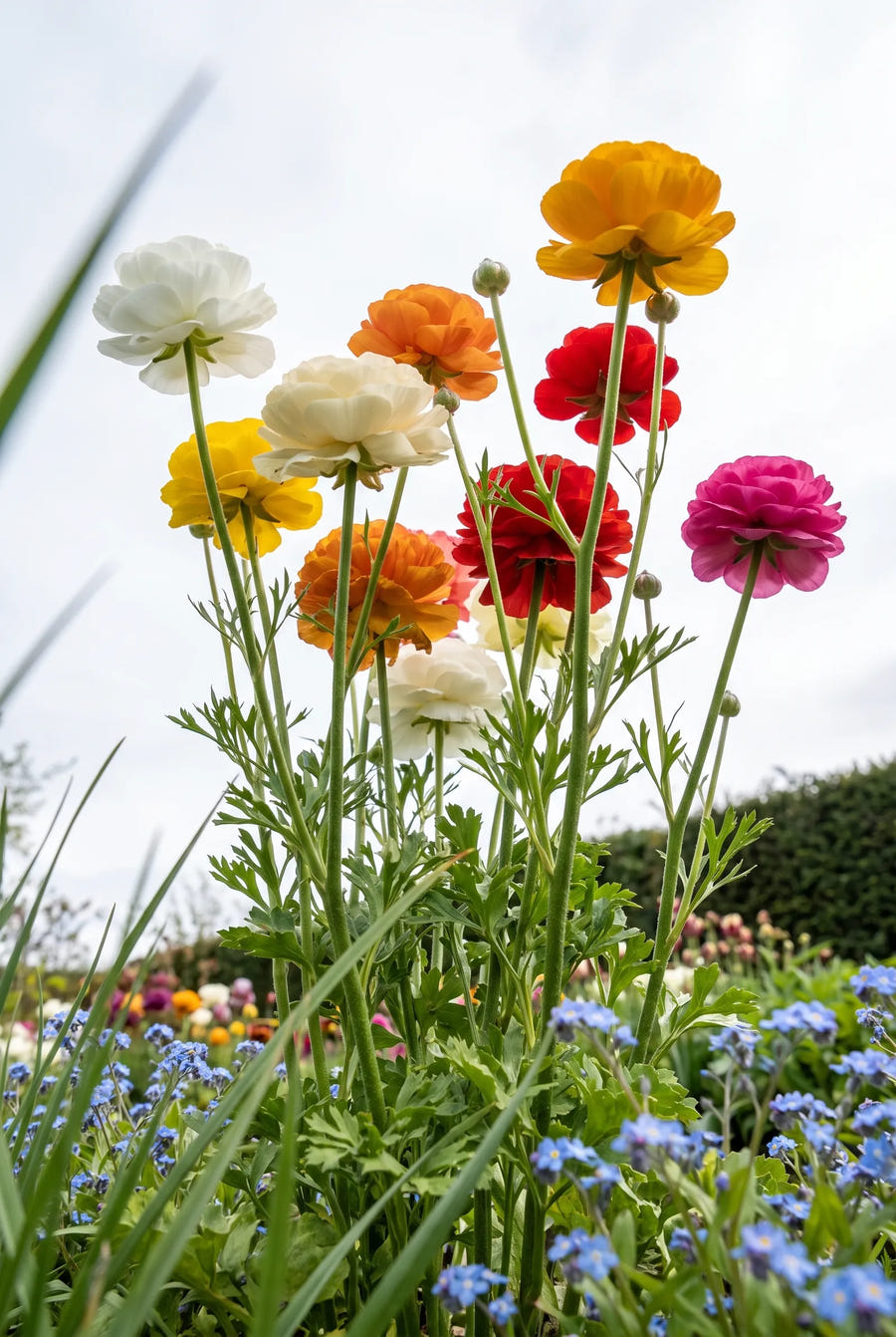 Ranunculus Asiaticus Mixed — in de tuin