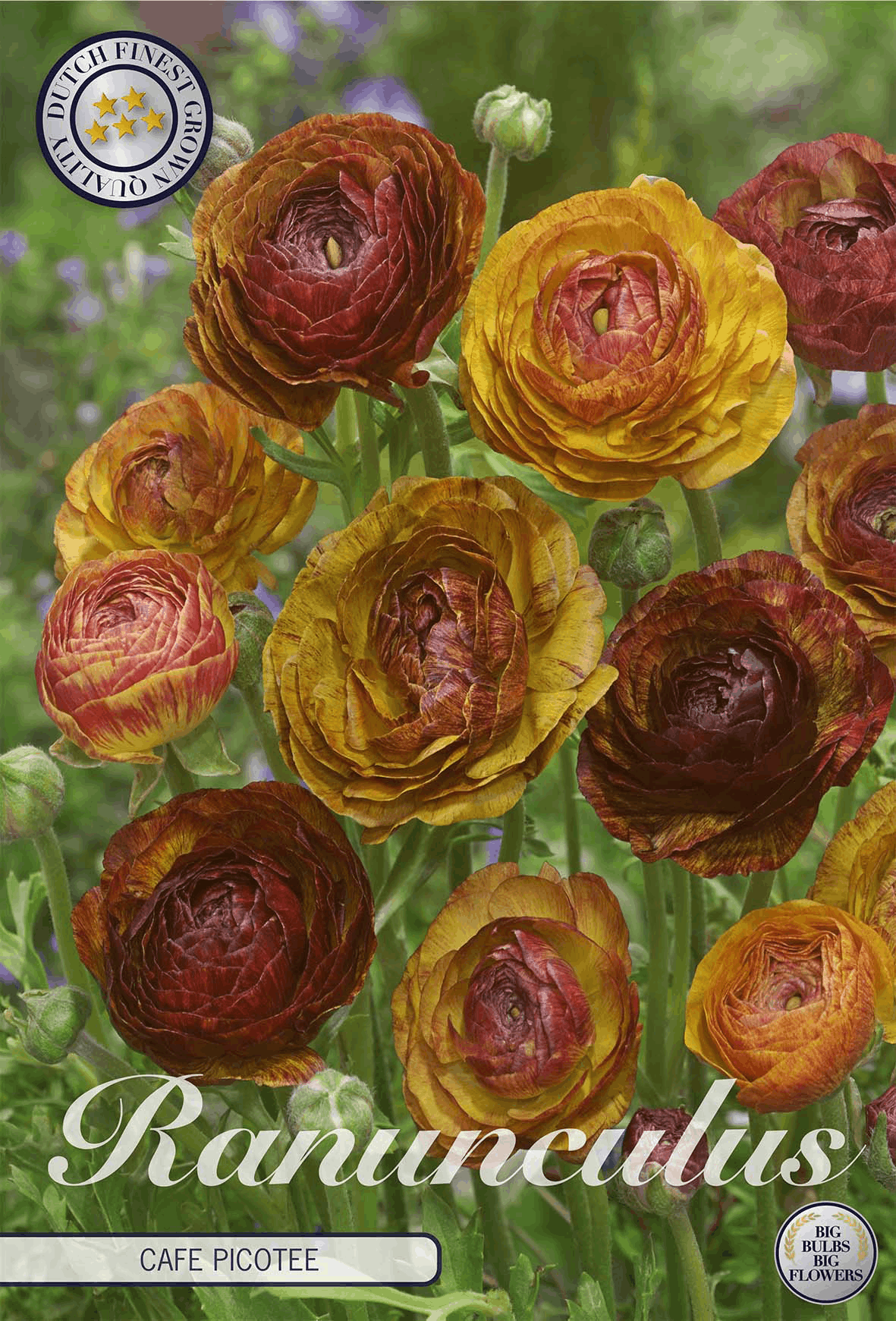Ranunculus Cafe Picotee