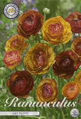 Ranunculus Cafe Picotee