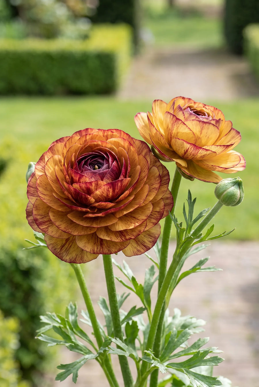 Ranunculus Cafe Picotee — close-up van de bloem