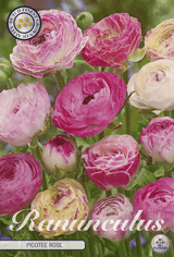 Ranunculus Picotee Rose