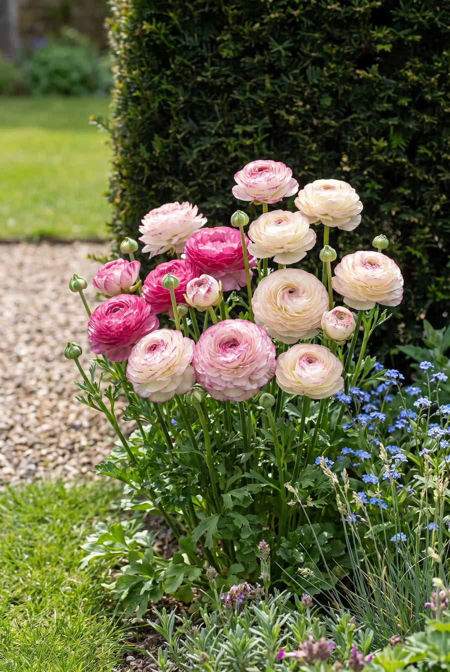 Ranunculus Picotee Rose — in de border
