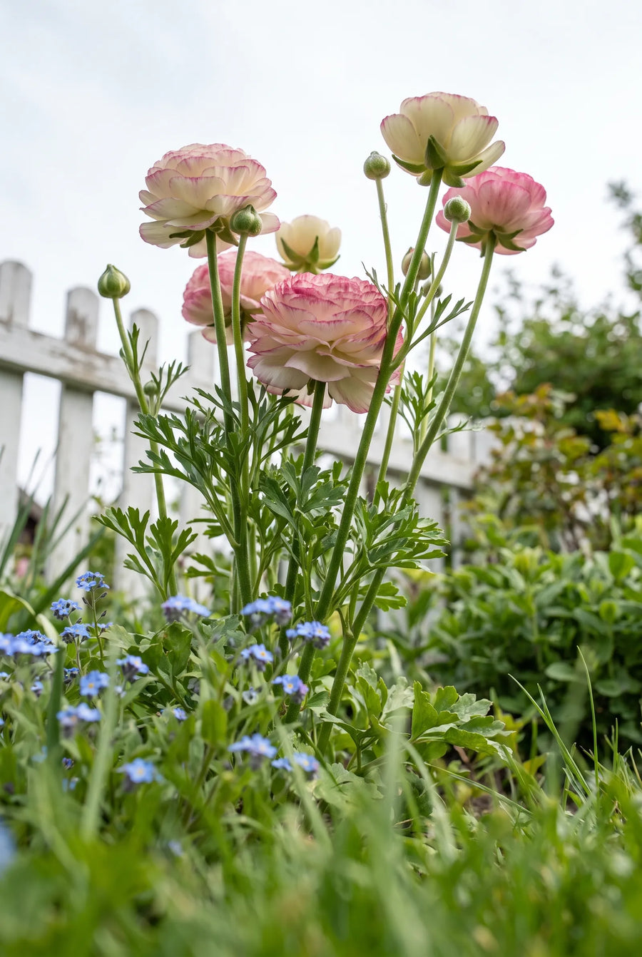Ranunculus Picotee Rose — in de tuin