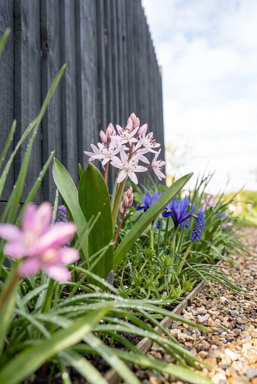 Scilla Bifolia Rosea — in de tuin