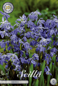 Scilla Siberica