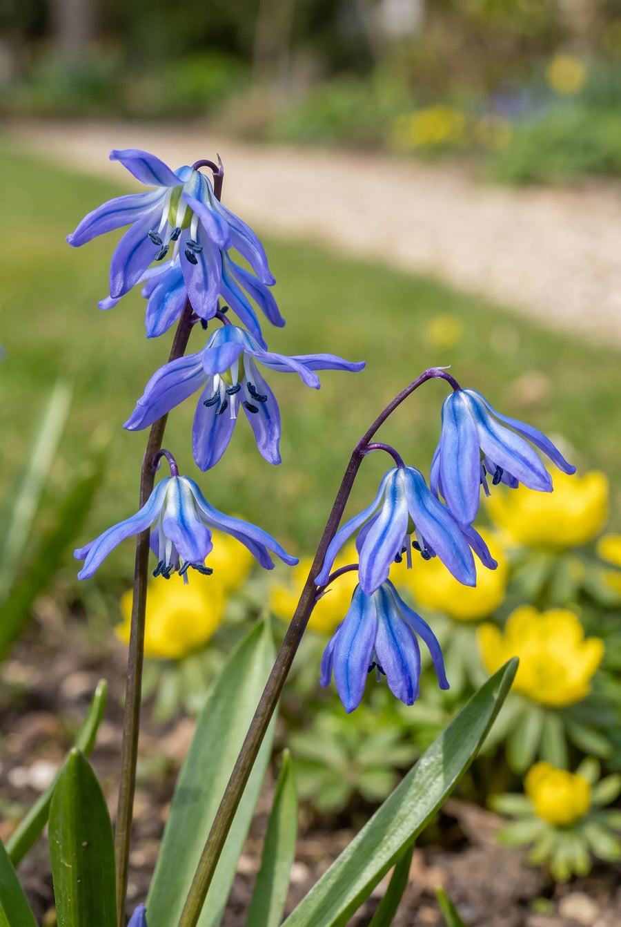 Scilla Siberica — close-up van de bloem