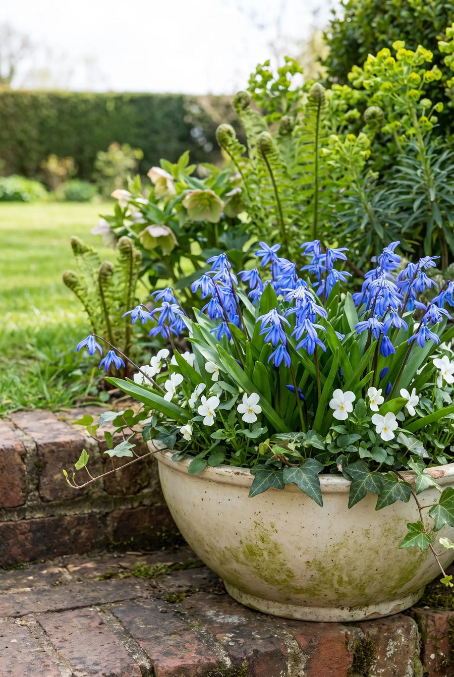 Scilla Siberica — in pot op terras