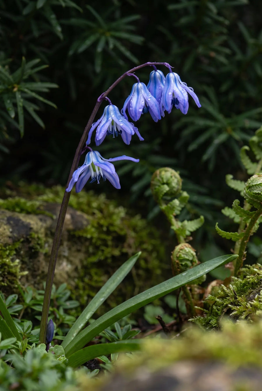 Scilla Siberica — sfeerbeeld