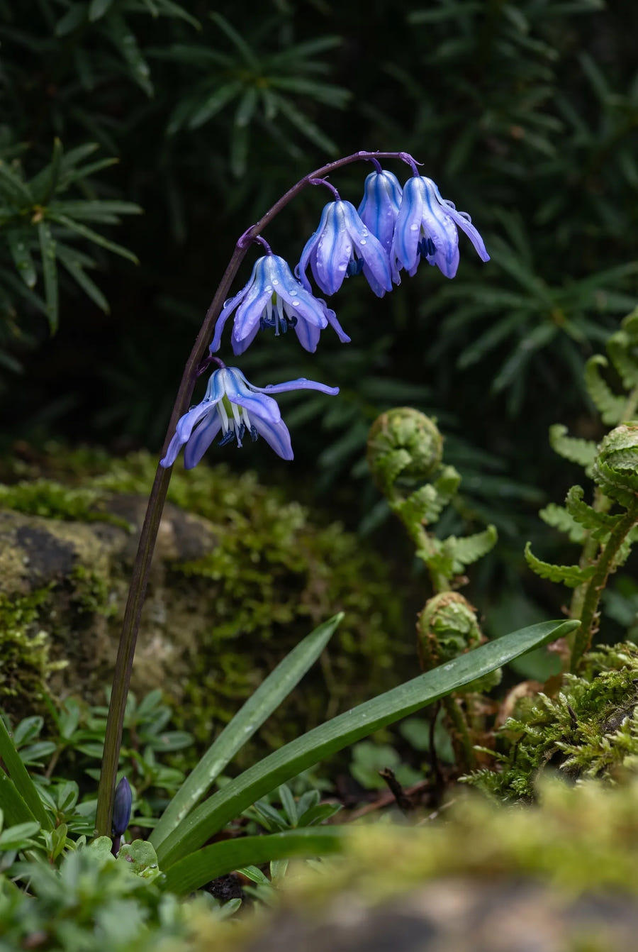 Scilla Siberica — sfeerbeeld