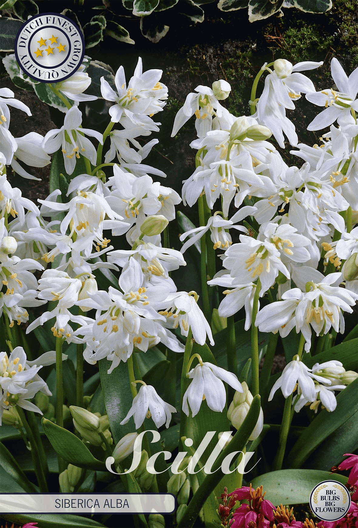 Scilla Siberica Alba
